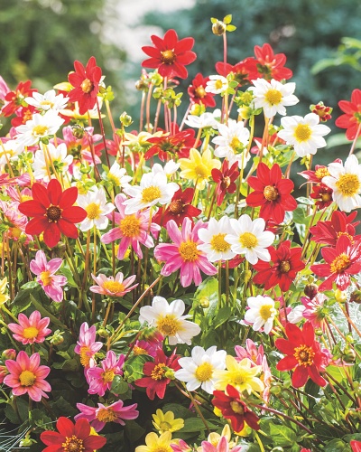 DAHLIA TOPMIX MIX 10 kusov